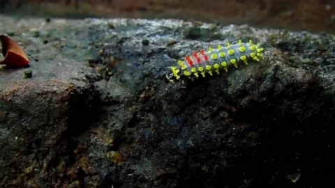 Yellow Caterpillar Crawling On The Bricks Stock Footage 170413089