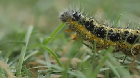 Yellow caterpillar crawling in grass macro shot 4k Stock Footage 120148393