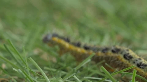 Yellow caterpillar crawling in grass macro shot 4k Stock Footage 120148481