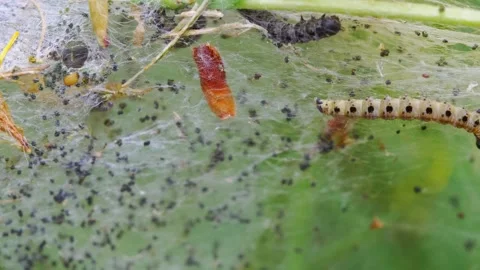 Yellow caterpillar crawling with two gray caterpillars moving in the background Video stock 266922221