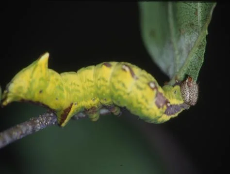 Yellow caterpillar eats on leaf Stock Photos