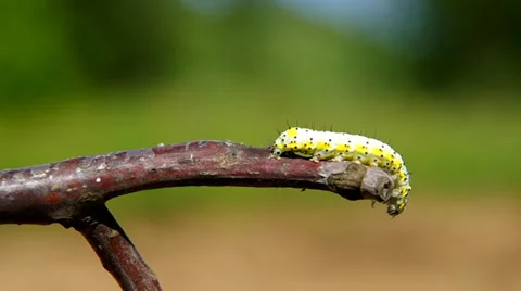Yellow caterpillar Stock Footage 38087283