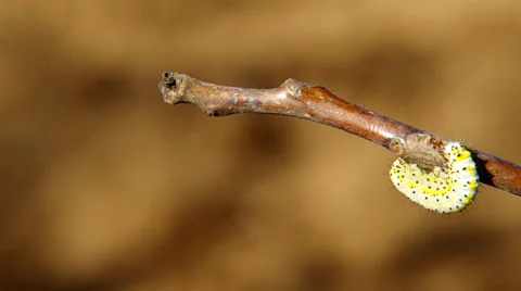 Yellow caterpillar Stock Footage 38087697