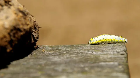 Yellow caterpillar Stock Footage 38088158