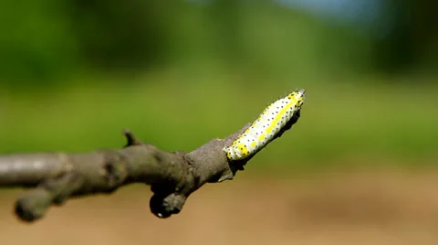 Yellow caterpillar Stock Footage 38093355