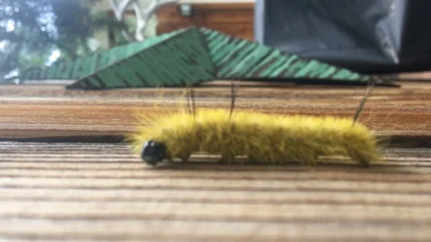 Yellow Caterpillar Stock Footage 89945319