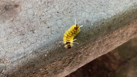 Yellow caterpillar Stock Footage 160130802
