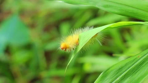 Yellow Caterpillar Stock Footage 325408491
