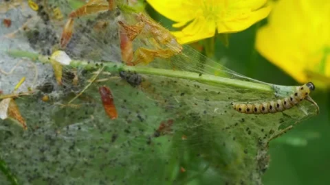 Yellow caterpillar moving inside its cocoon Stock Footage 266922127