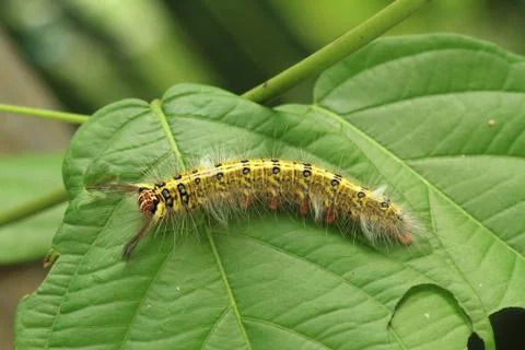 Yellow caterpillar Stock Photos