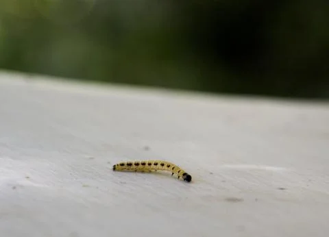 Yellow caterpillar Stock Photos