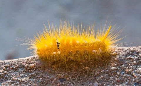 Yellow caterpillar Stock Photos
