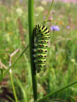 Yellow caterpillar Stock Photos
