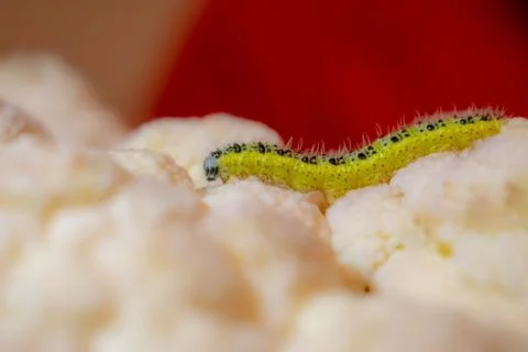 Yellow caterpillar Foto stock