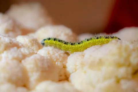 Yellow caterpillar Stock Photos