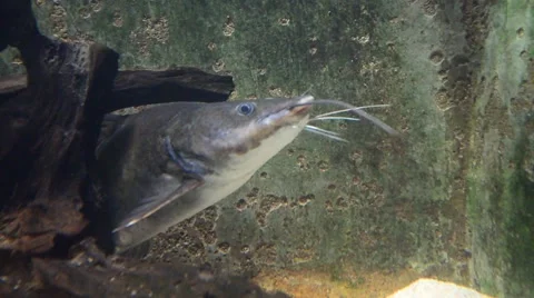 Yellow Catfish In Aquarium Video stock 47547624