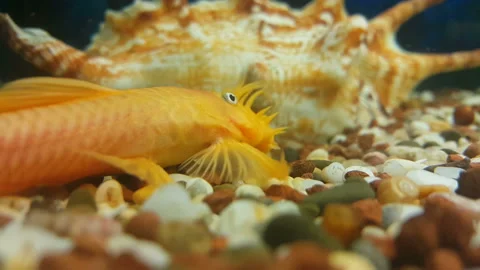 Yellow catfish near the shells Stock Footage 97837275