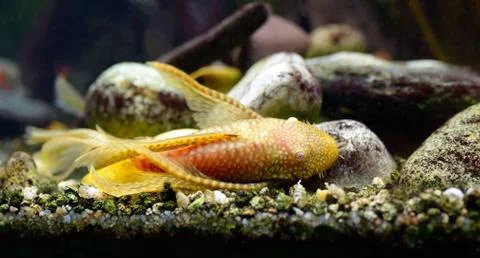 Yellow Catfish Stock Photos
