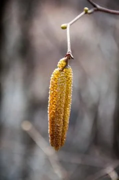 The yellow catkin of the hazelnut Stock Photos