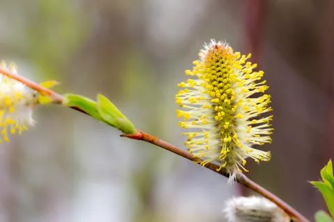 Yellow catkin Фото