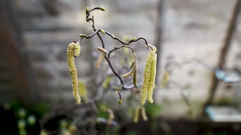 Yellow catkins blowing in the wind Stock Footage 140796548