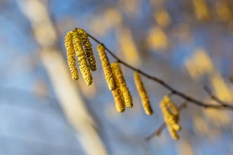 Yellow catkins on the branches of a tree Stock Photos