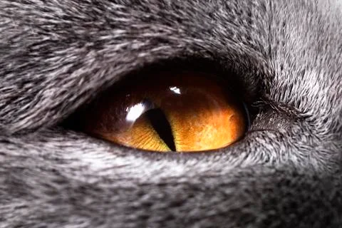 The yellow cat's eye Stock Photos
