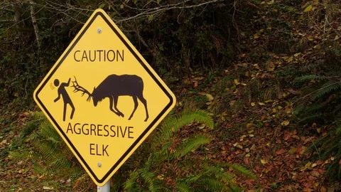 Yellow Caution Aggressive Elk Sign Stock Footage 103073605