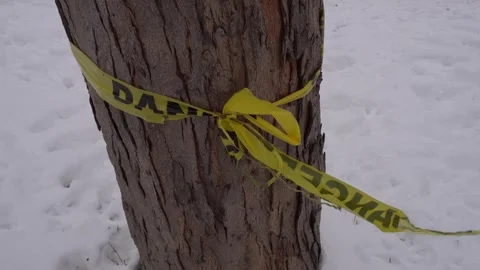 Yellow caution tape wrapped around a tree trunk in a snowy environment Stock Footage 337266381