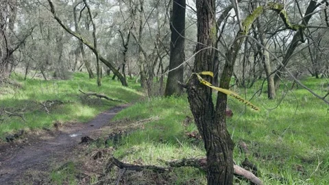 Yellow caution tape wraps around an oak tree along a forest trail Stock Footage 329279471