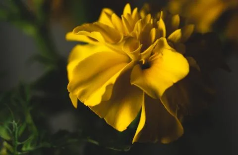 Yellow Cempasuchil flower, macro close up photo Stock Photos