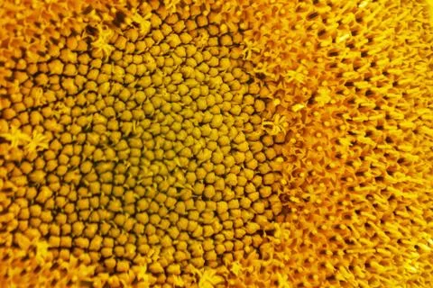 Yellow center sunflower macro Stock Photos