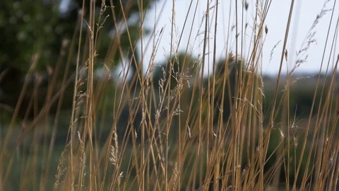Yellow cereal grass shakes in the wind. background of green trees Stock Footage 129444707