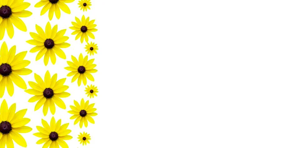 Yellow chamomile on a white background. a refreshing flower for a fun summer Stock Photos
