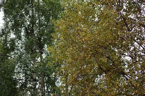 Yellow changing leaves on birch tree in autumn Stock Photos