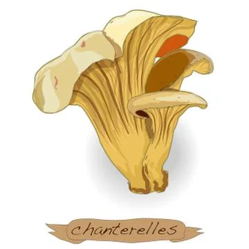 Yellow chanterelle vector isolated Stock Illustration