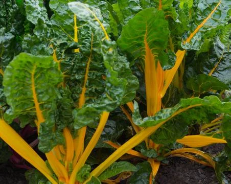 Yellow Chard Stock Photos