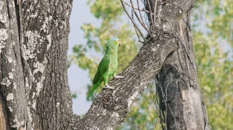 Yellow Cheek Parrot Tree (HD) Video stock 11280910