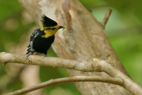 Yellow cheeked tit with prey in beak Foto stock