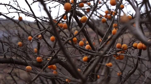 Yellow cherries hanging from the branches of a cherry fruit tree Stock Footage 248829050