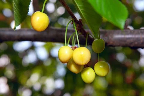 Yellow cherries Stock Photos