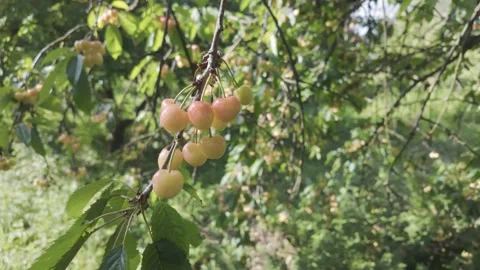 Yellow Cherries on the Tree Stock Footage 305507562
