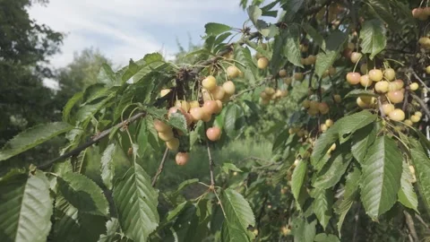 Yellow Cherries on the Tree Stock Footage 305507563