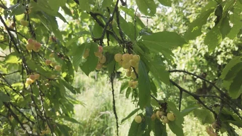 Yellow Cherries on the Tree Stock Footage 305507564