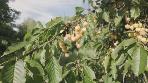 Yellow Cherries on the Tree Stock Footage 305507578
