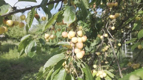 Yellow Cherries on the Tree Stock Footage 305508382