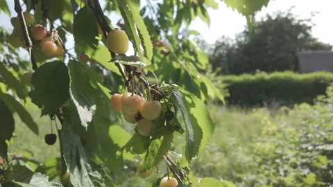 Yellow Cherries on the Tree Stock Footage 305508398