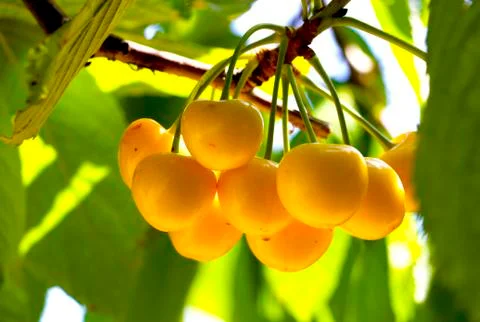 Yellow cherries on a tree Stock Photos