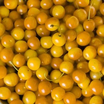 Yellow cherry background fruit closeup, texture spring harvest Stock Photos
