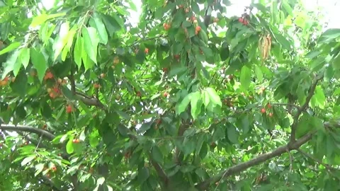 Yellow cherry close-up from bottom to top huge tree growing in Ukraine Video stock 312147544